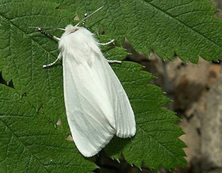Американський білий метелик шкодить волоському горіху і влітку, і восени